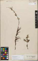 Foto von Salix dracunculifolia Boiss.